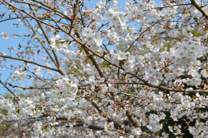 桜